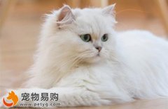 主人給波斯貓洗澡有哪些注意事項？