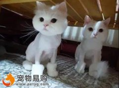 寵物貓咪如何保養好美麗靚麗的貓毛？