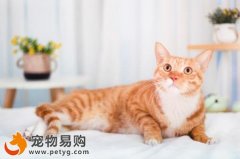 貓和貓必須每天做美容