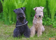 怎么掌握湖畔梗犬的訓練技巧？