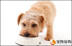 <b>幼犬斷奶的三個實用的方法</b>