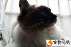 重點色的布偶貓和暹羅貓是能夠繁殖的嗎?