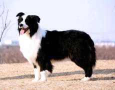 <b>好聽的狗狗名字都有哪些?怎么給狗狗起名？</b>